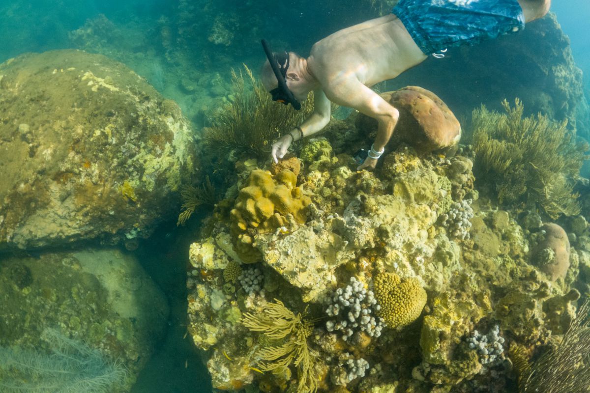 Snorkeler among yellowish coral.