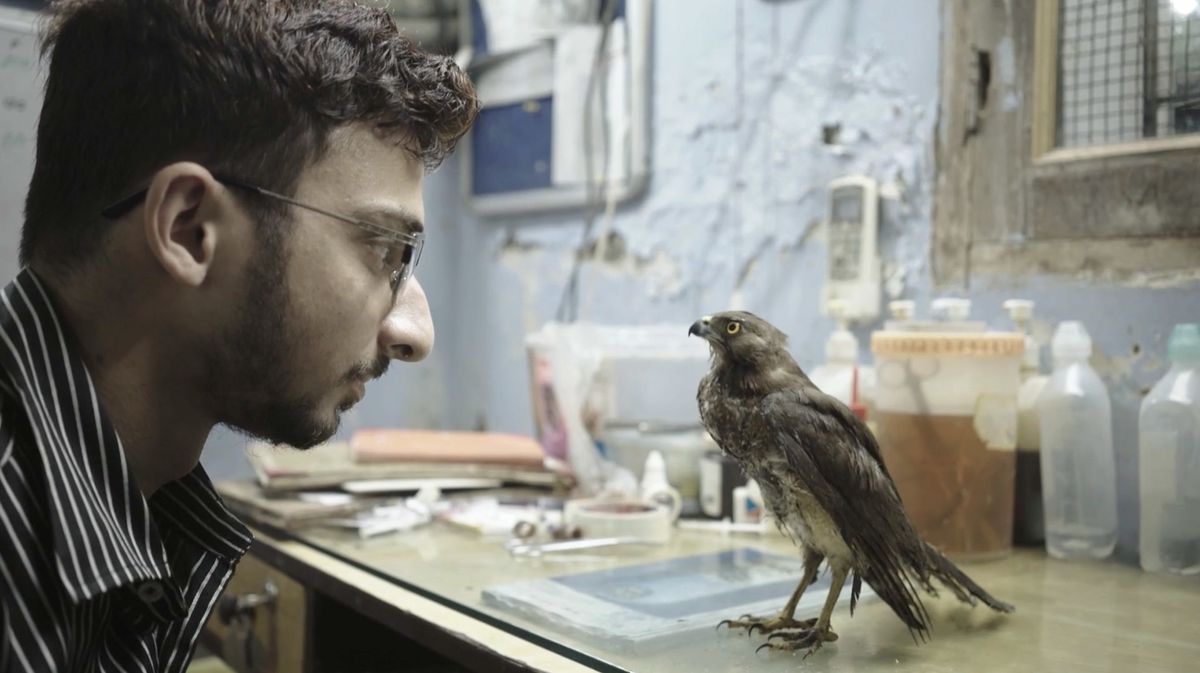 A young Indian man sits closely looking at a bird, who is standing on his desk, looking back at him.