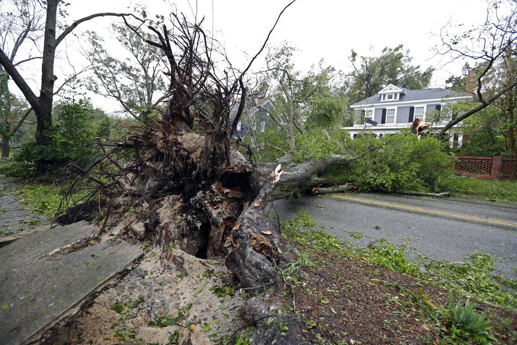A tree uprooted by strong winds lies across a street in Wilmington, N.C., after Hurricane Florence made landfall Friday, Sept. 14, 2018. | AP Photo