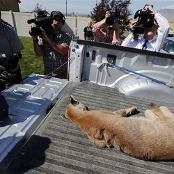 Photographers gather around a tranquilized mountain lion after it was removed from the back yard of a home in Tooele on Thursday, Aug. 10, 2017.