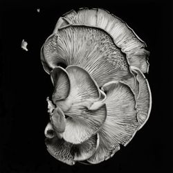 Oyster Mushroom #1, Dale M. Reid