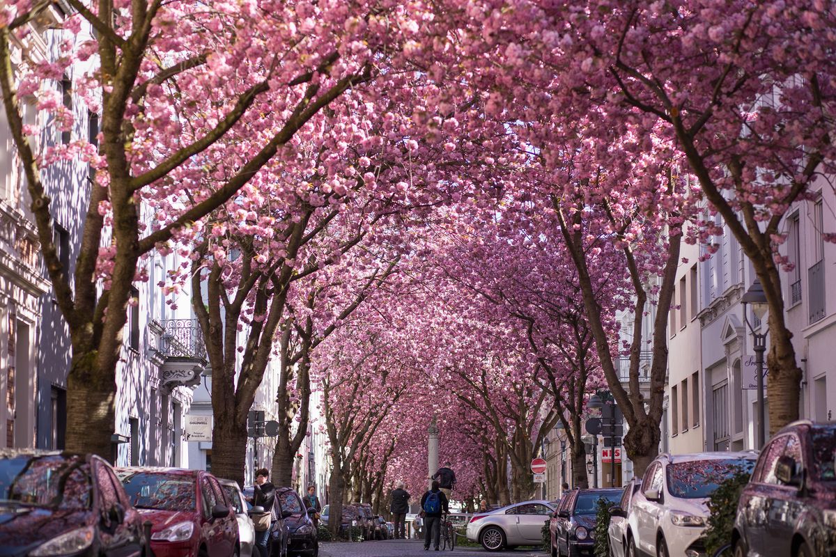 Cherry Blossoms In Bonn