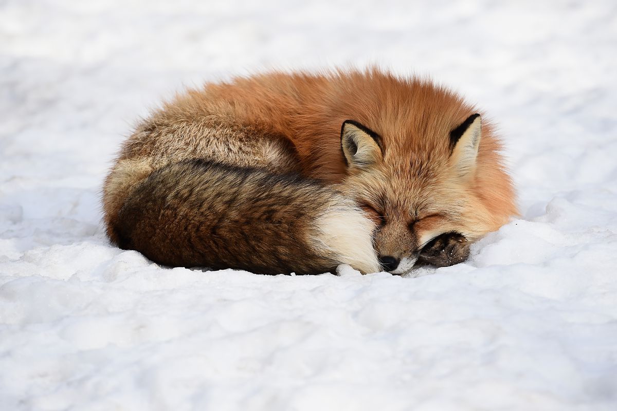 Foxes in a Snow Field in Miyagi