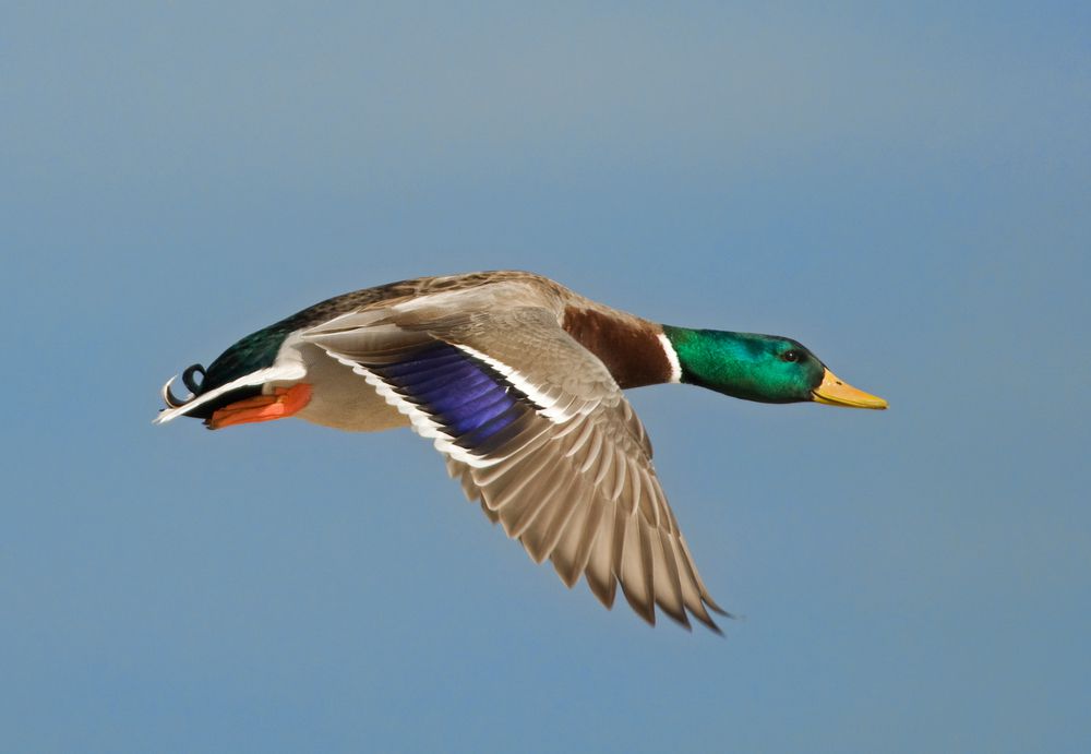 duck flying