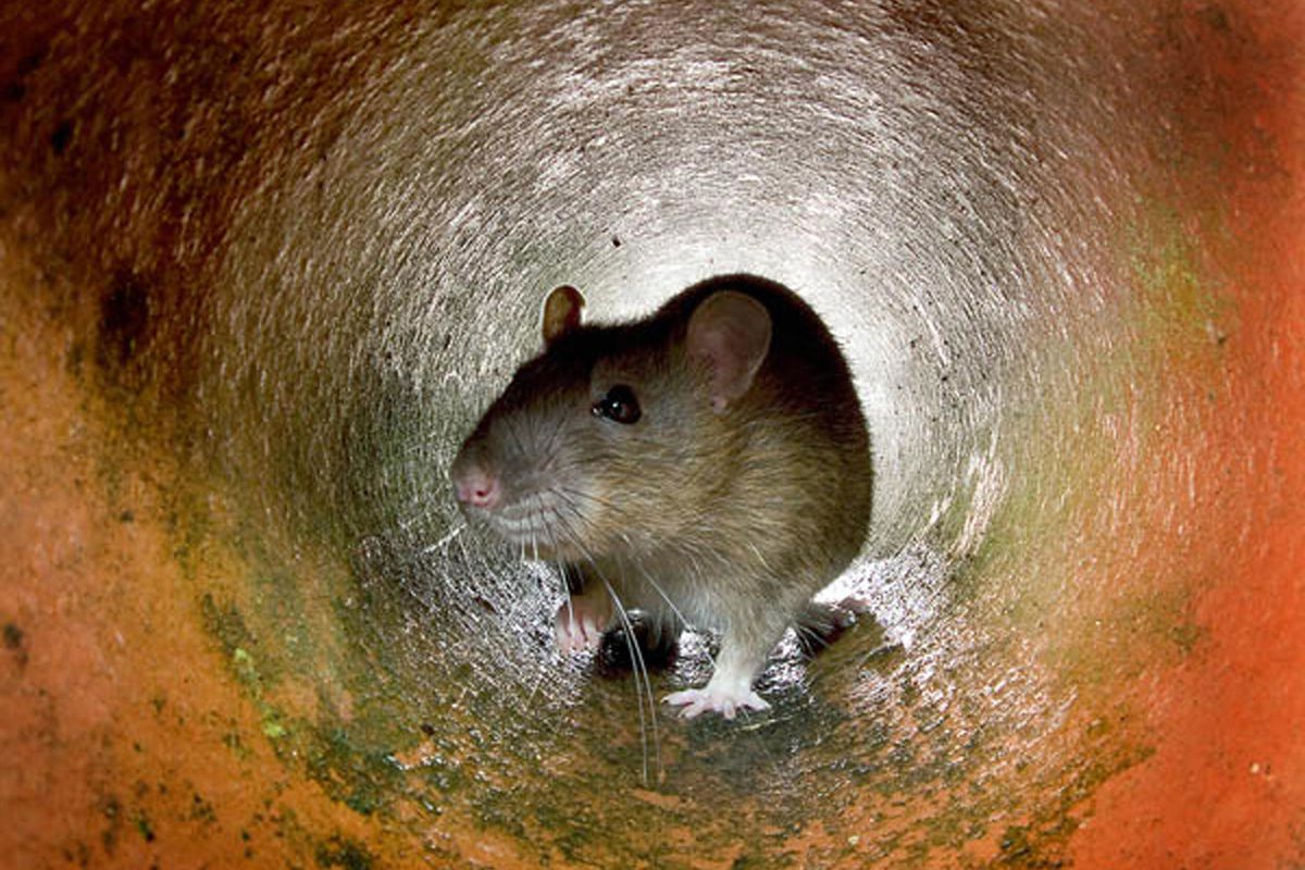 A rat makes its way through a cramped pipe.