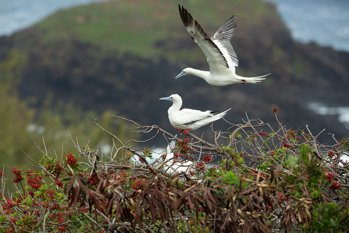 Two white birds with light blue beaks. One rests on the branch of a bush. The other is pictured mid-flight.