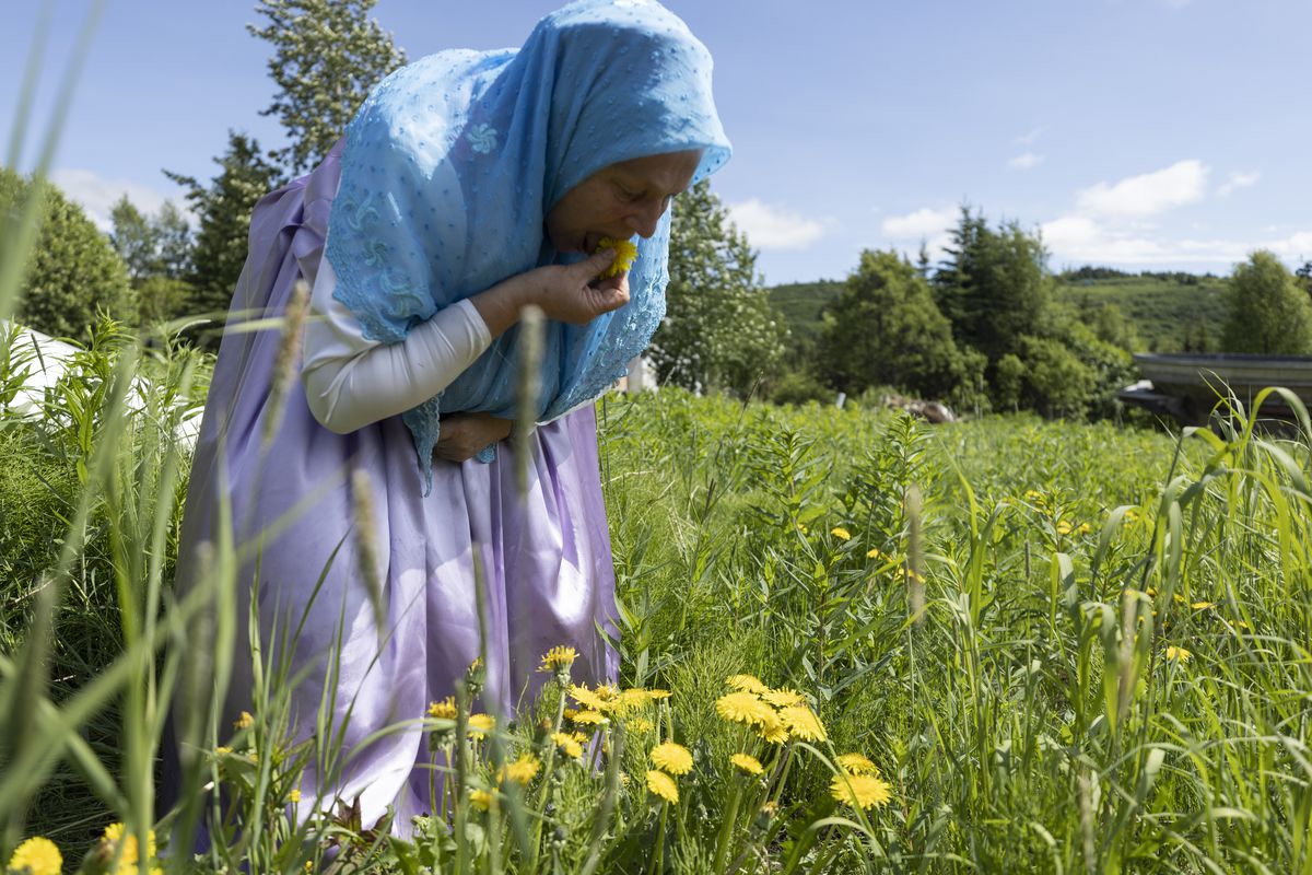 A woman in a blue head scarf crouches over a bed of dandelions, eating a blossom. 
