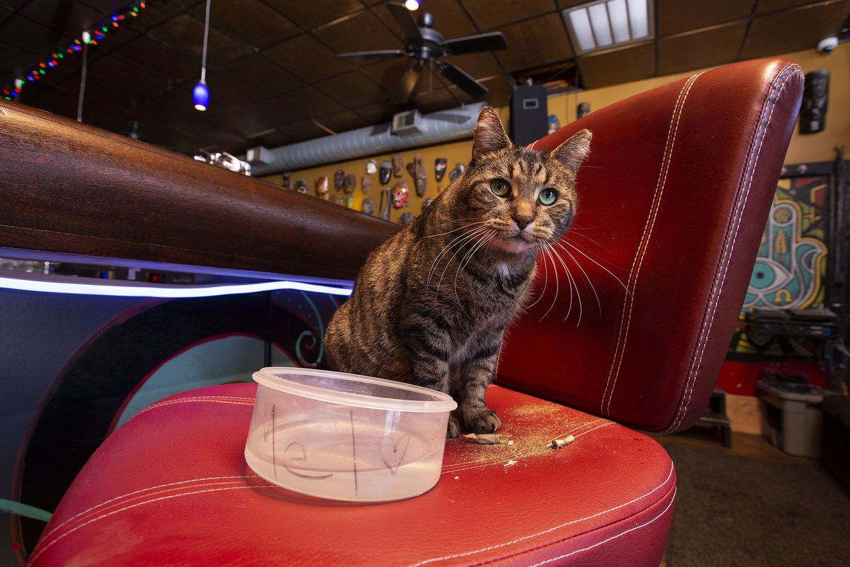 A striped cat on a red vinyl barstool beside a plastic tub of water and a broken open catnip joint.