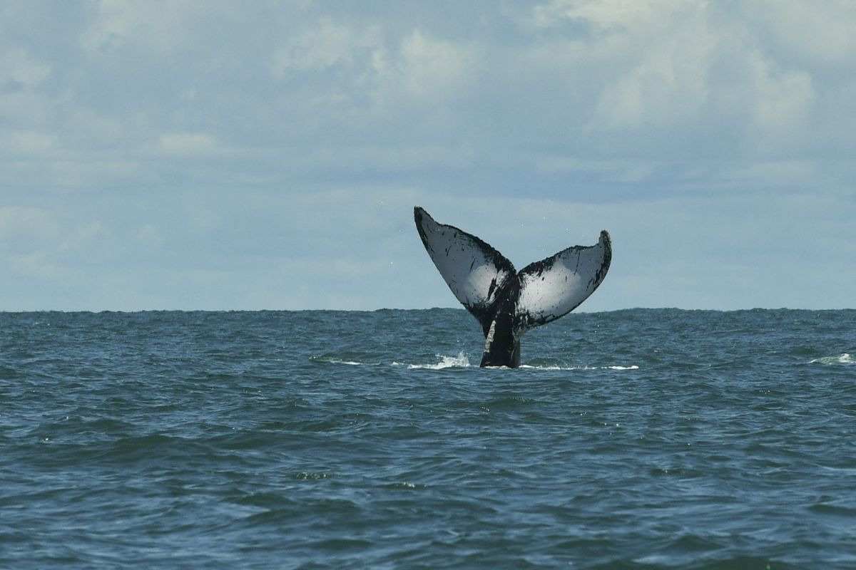 TOPSHOT-COLOMBIA-ANIMAL-WILDLIFE-HUMPBACK WHALE-FEATURE