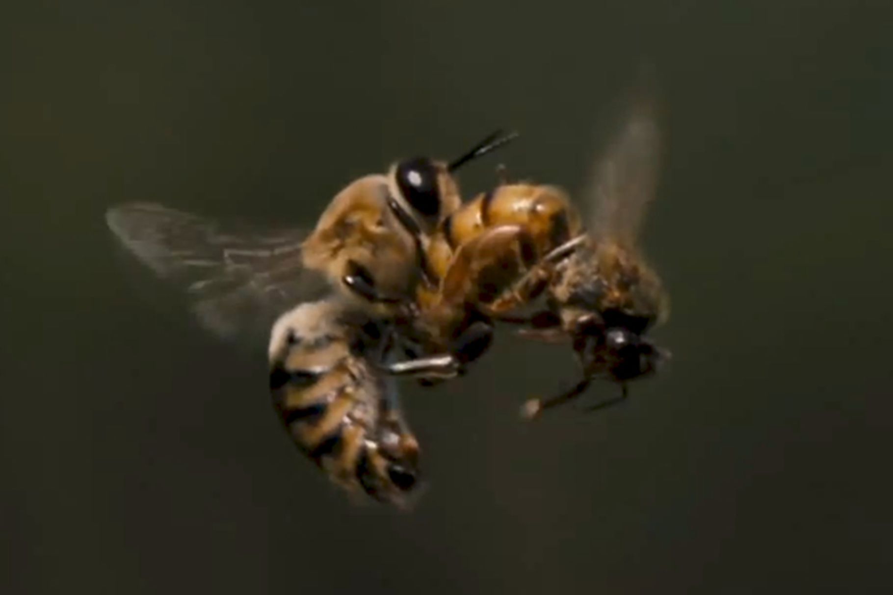 Watch this: Slow-motion footage of a queen bee mating with a drone in ...