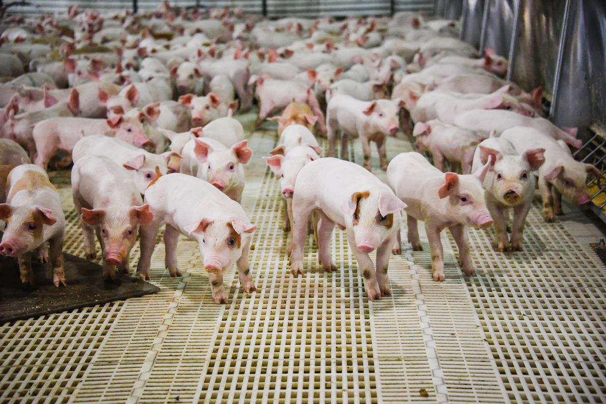 Around 75 piglets on slatted floors inside a barn.