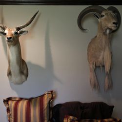 Detail of taxidermy mounts in Ty Detmer's home on his T14 Ranch Thursday, Nov. 15, 2018, near Freer, Texas.