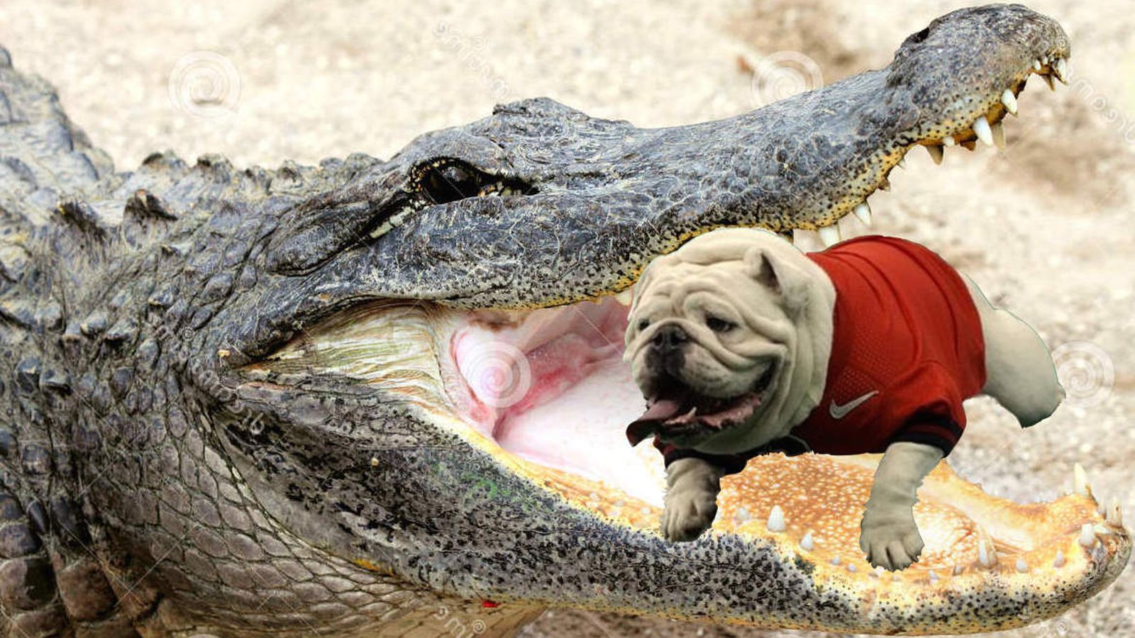 MASCOT FIGHTS thinks Uga is in trouble against the Florida Gator, plus