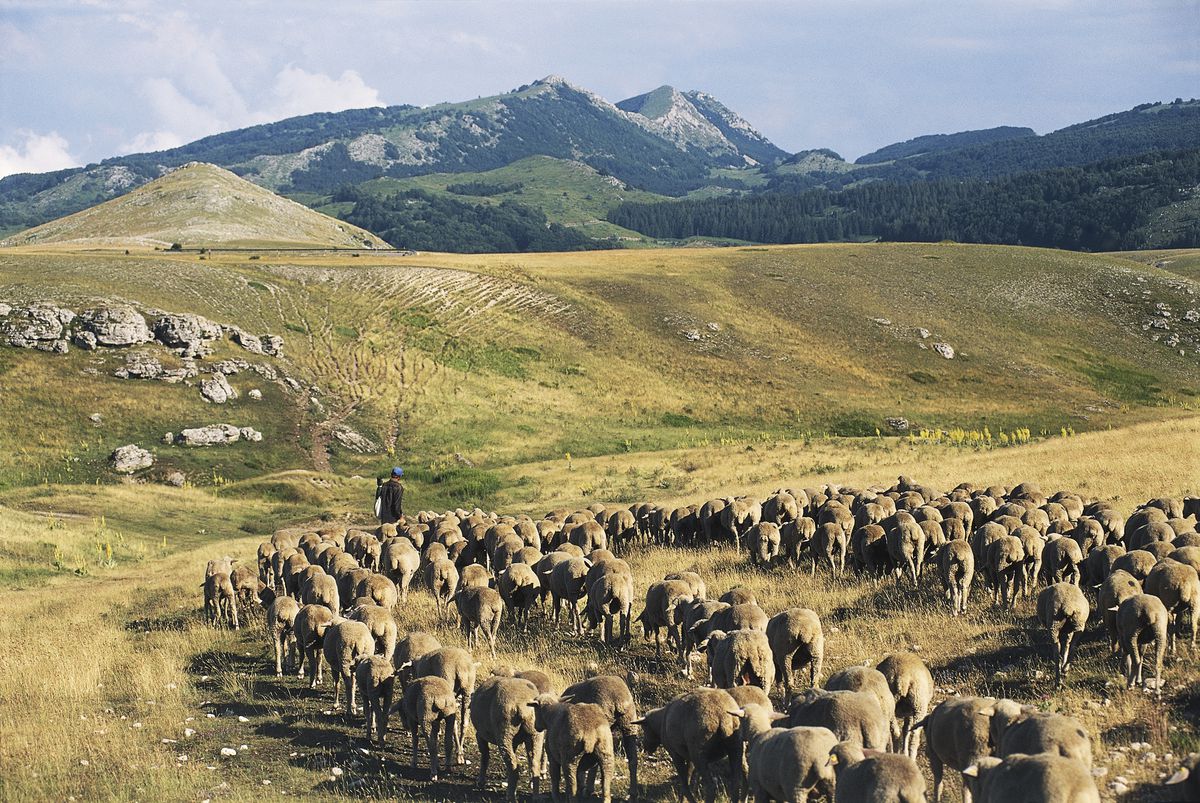 Flock of sheep grazing, Campo Imperatore mountain grasslands, Gran Sasso and Monti della Laga National Park, Abruzzo, Italy...
