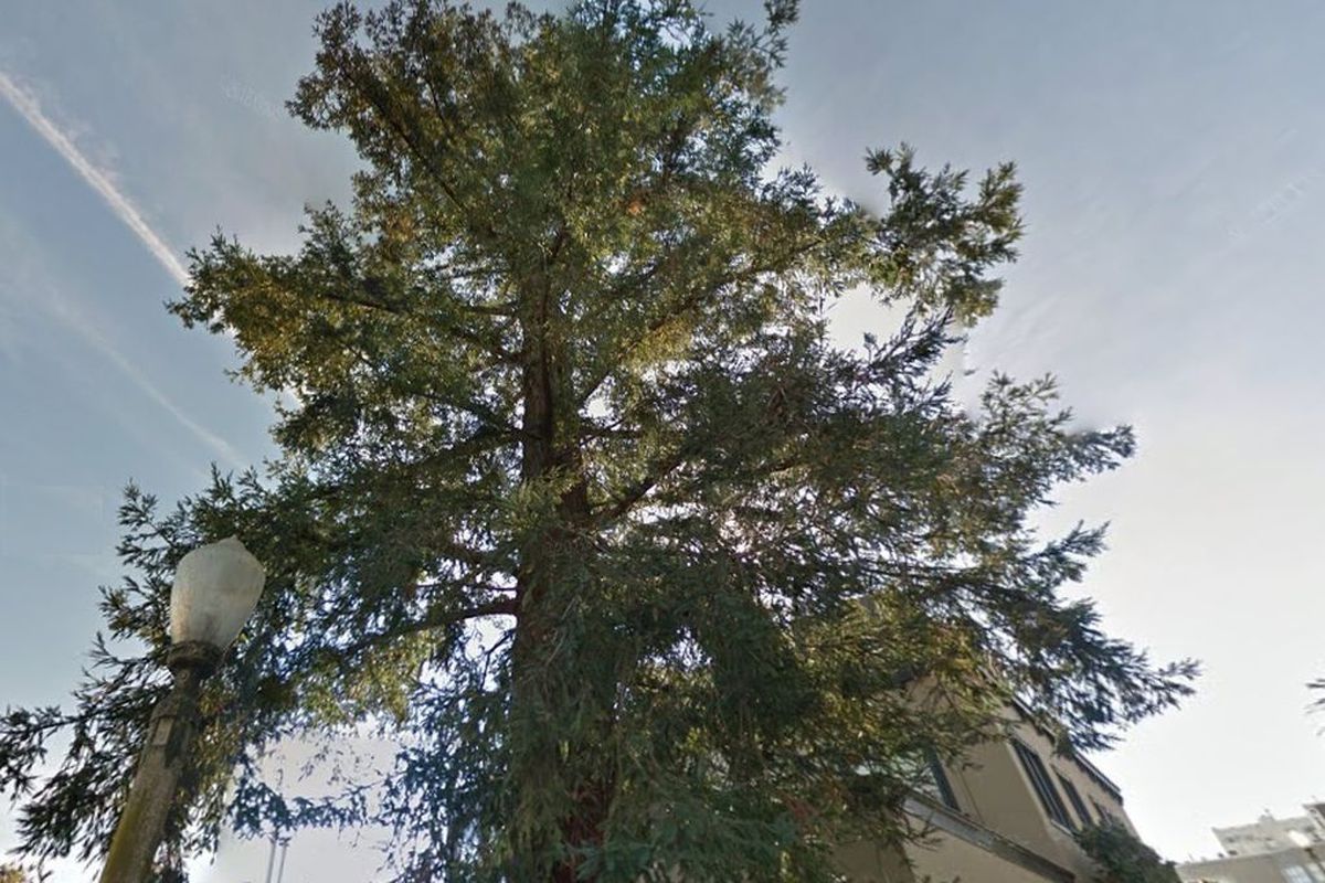 A low-perspective photo of a redwood tree on Montclair Avenue.