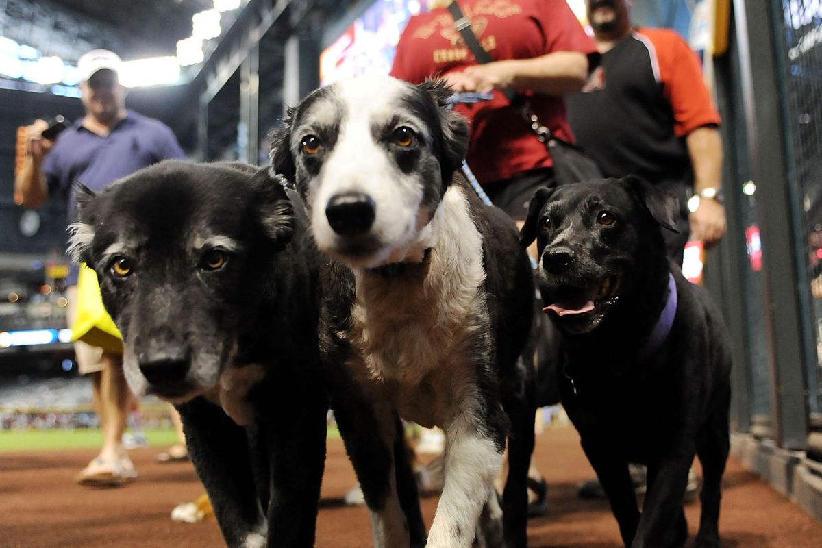 PHOENIX, AZ - AUGUST 26:  A fan brings their dogs to a game between the Arizona Diamondbacks and the San Diego Padres at Chase Field on August 26, 2012 in Phoenix, Arizona.  (Photo by Norm Hall/Getty Images)