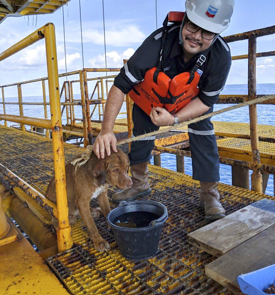 In this Friday, April 12, 2019, photo, a dog is taken care by an oil rig crew after being rescued in the Gulf of Thailand. The dog found swimming more than 220 kilometers (135 miles) from shore by an oil rig crew in the Gulf of Thailand was returned safel