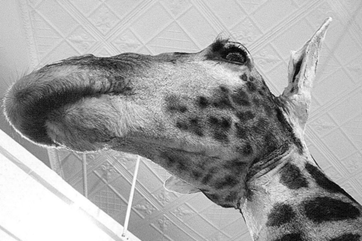 Giraffe, Alexis Bittar Gallery, Soho. Image via <a href="http://www.flickr.com/photos/shotbysusan/5622323843/in/pool-312691@N20/">Susan Keyloun</a>/Racked Flickr Pool