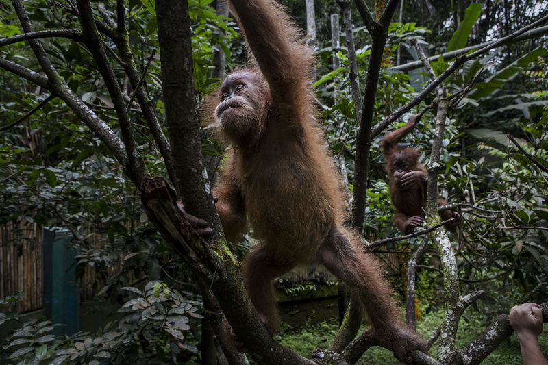 Three baby orangutans reach and swing through trees. 