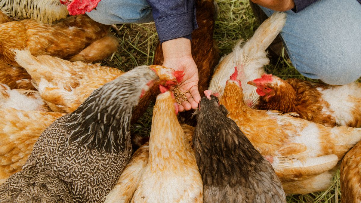 Chickens eat feed out of a person’s hand. 