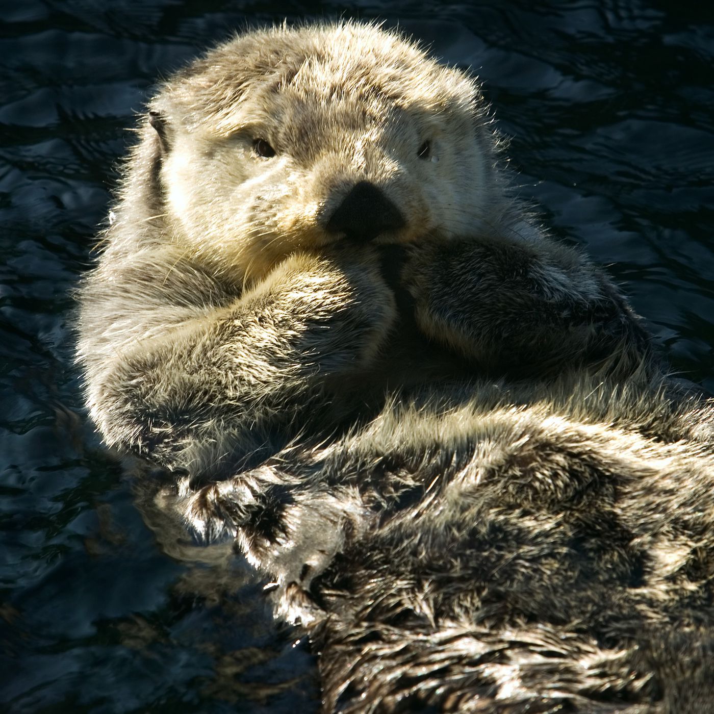 Otters: the violent, necrophiliac, serial-killing fur monsters of the sea -  Vox