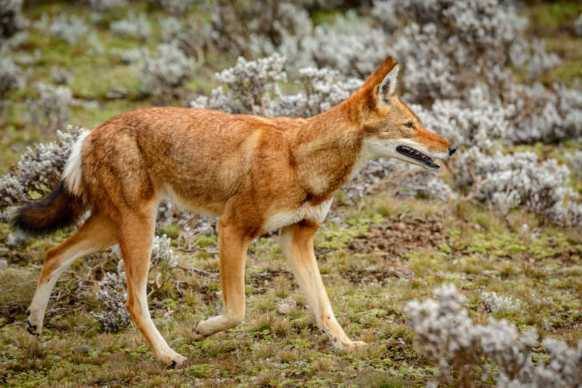 Ethiopian wolf, Canis simensis, also know as Abyssinian wolf, Simien wolf, Simien jackal, Ethiopian jackal, red fox, red jackal, in Bale Mountains National Park, Ethiopia.
