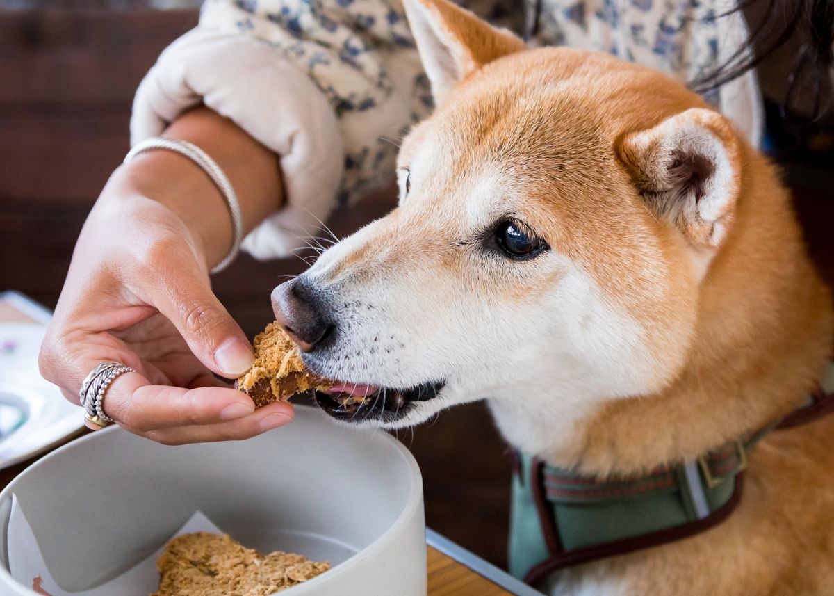 A shiba inu eats a dog treat from his owner's hand at a table. 