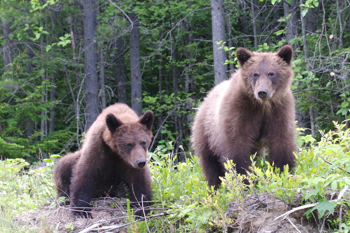 A federal magistrate sentenced seven men to prison time for poaching bears and deer and other illegal hunting activities in national forests in North Carolina and Georgia.