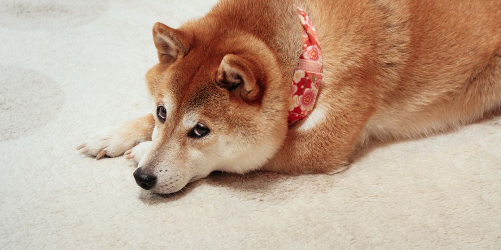 Wow this is doge - The Verge