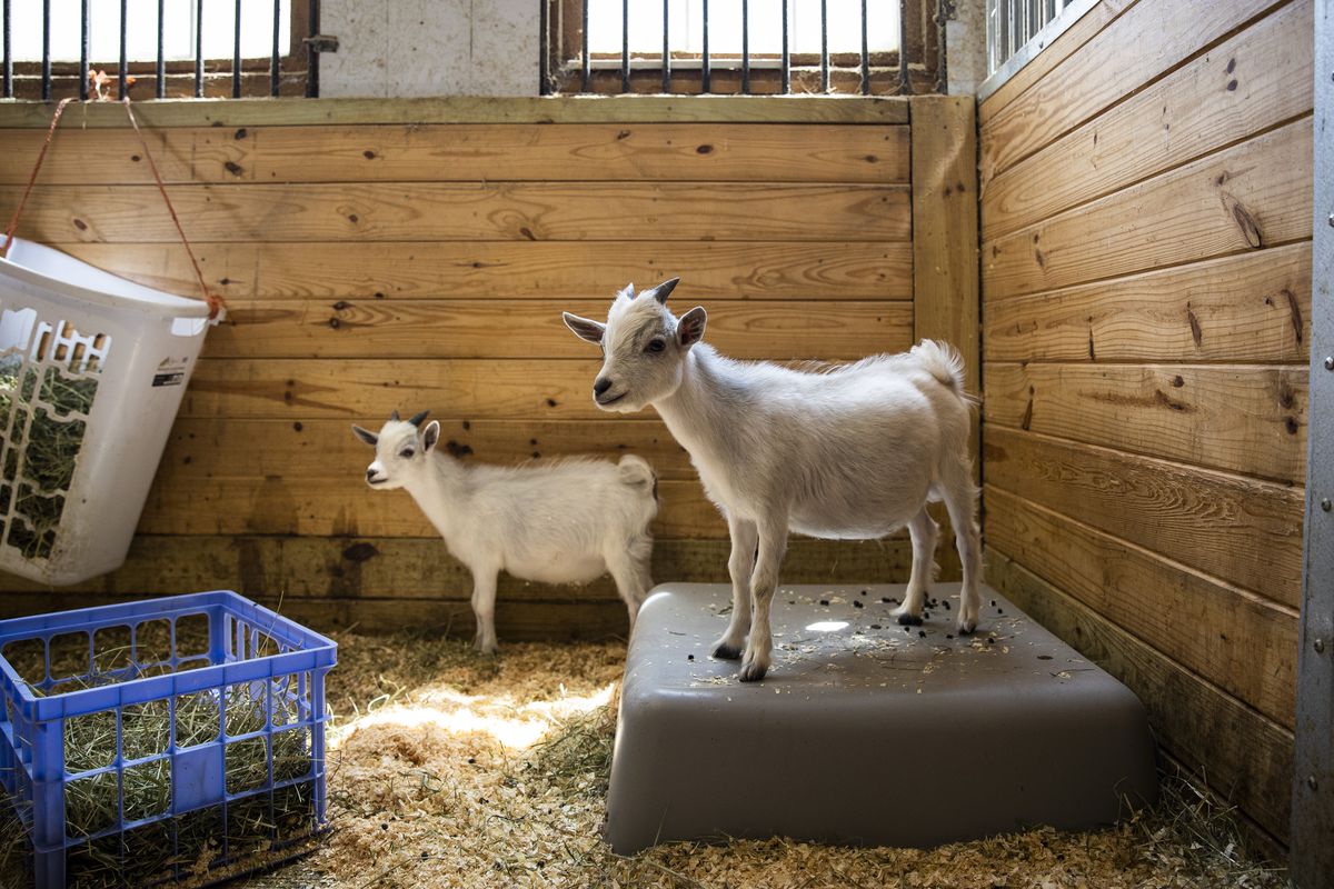 Baby Goats Up For Adoption