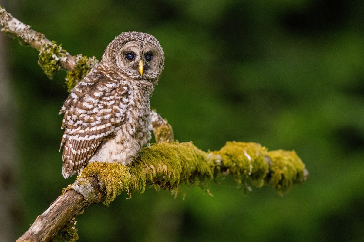 A juvenile barred owl (Strix varia), also known as the...
