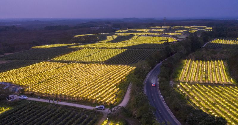 Aerial view of rows dragon fruit illuminated by LED bulbs at night on February 25, 2021, in Danzhou, Hainan Province of China.