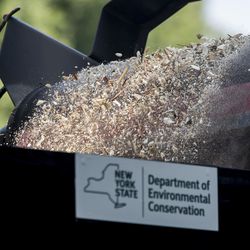 Crushed pieces of ivory spill out of a conveyor belt after having been crushed, Thursday, Aug. 3, 2017, in New York's Central Park. The New York State Department of Environmental Conservation destroyed illegal ivory confiscated through state enforcement efforts over the last two years. (AP Photo/Mary Altaffer)