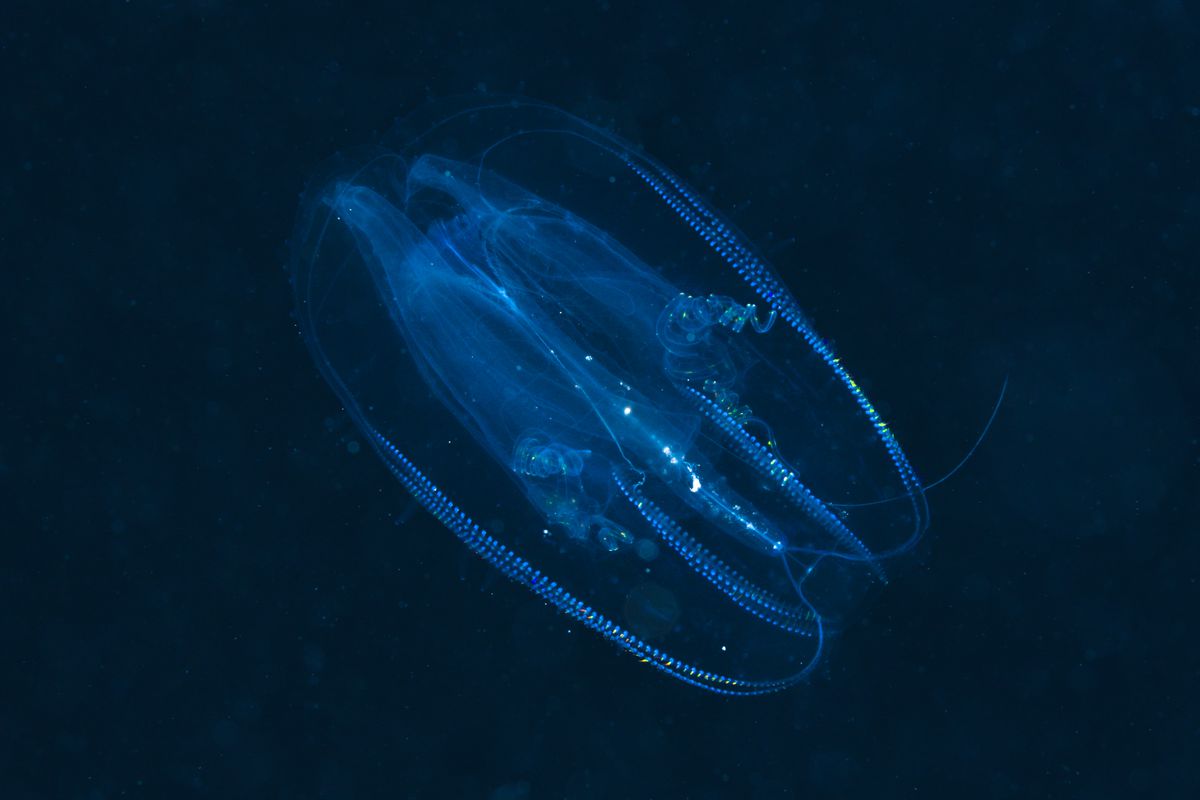 Comb Jellyfish, Tentaculata, Marsa Alam, Red Sea, Egypt