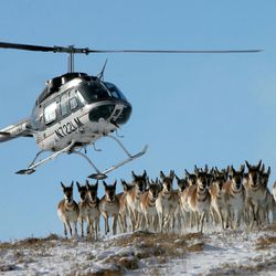 A helicopter herds antelope into a trap as they are rounded up near Loa on Dec. 5,  2005.