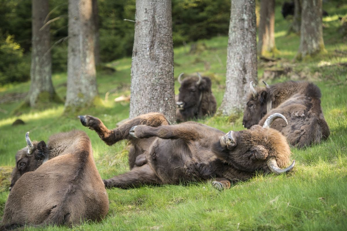 European Bison Project Seeks A Return To The Wild