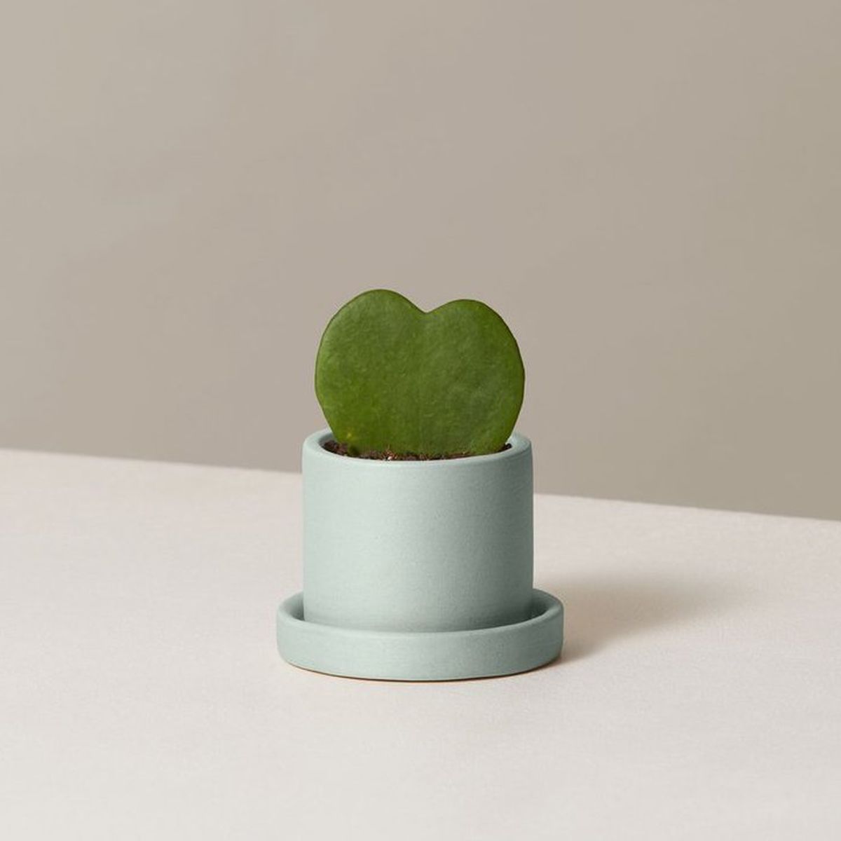 Small mint planter with a heart-shaped plant.