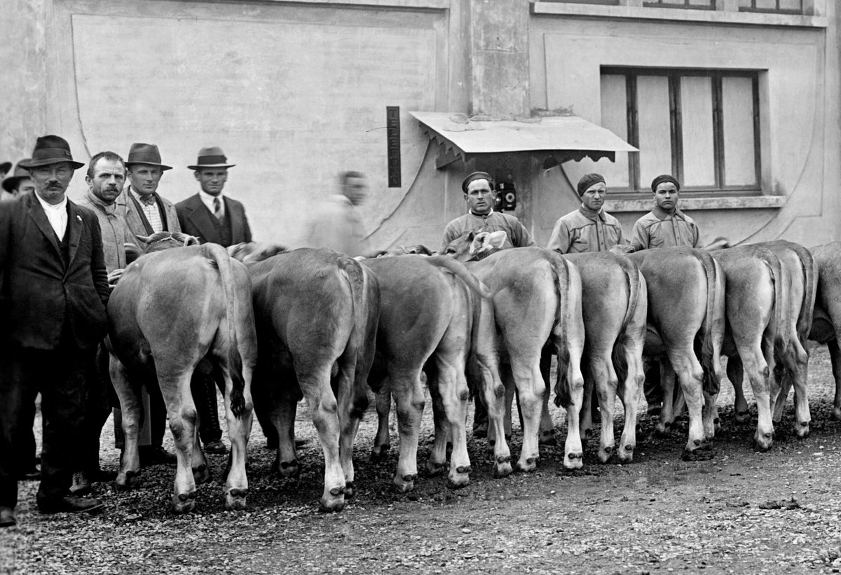 Bullocks and bulls raised in the agricultural milan. 1933