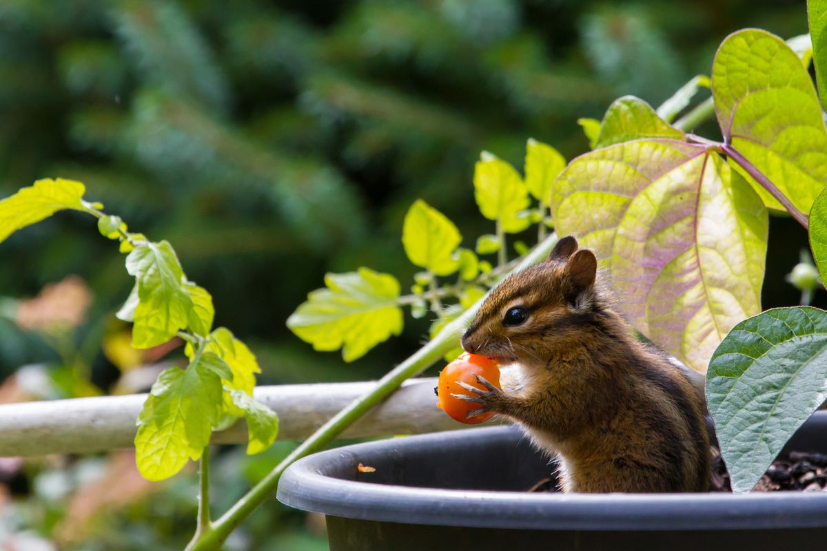 A chipmunk holding a small red tomato in a garden. 