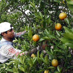 Laborer Leonardo Ramon picks oranges from one of the facility's 240,000 citrus trees.  
