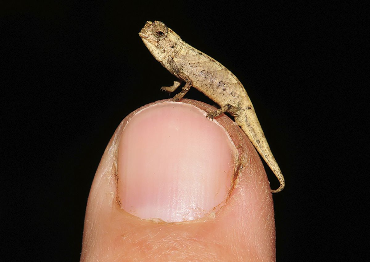 A thumbnail-sized chameleon resting on top of a finger.