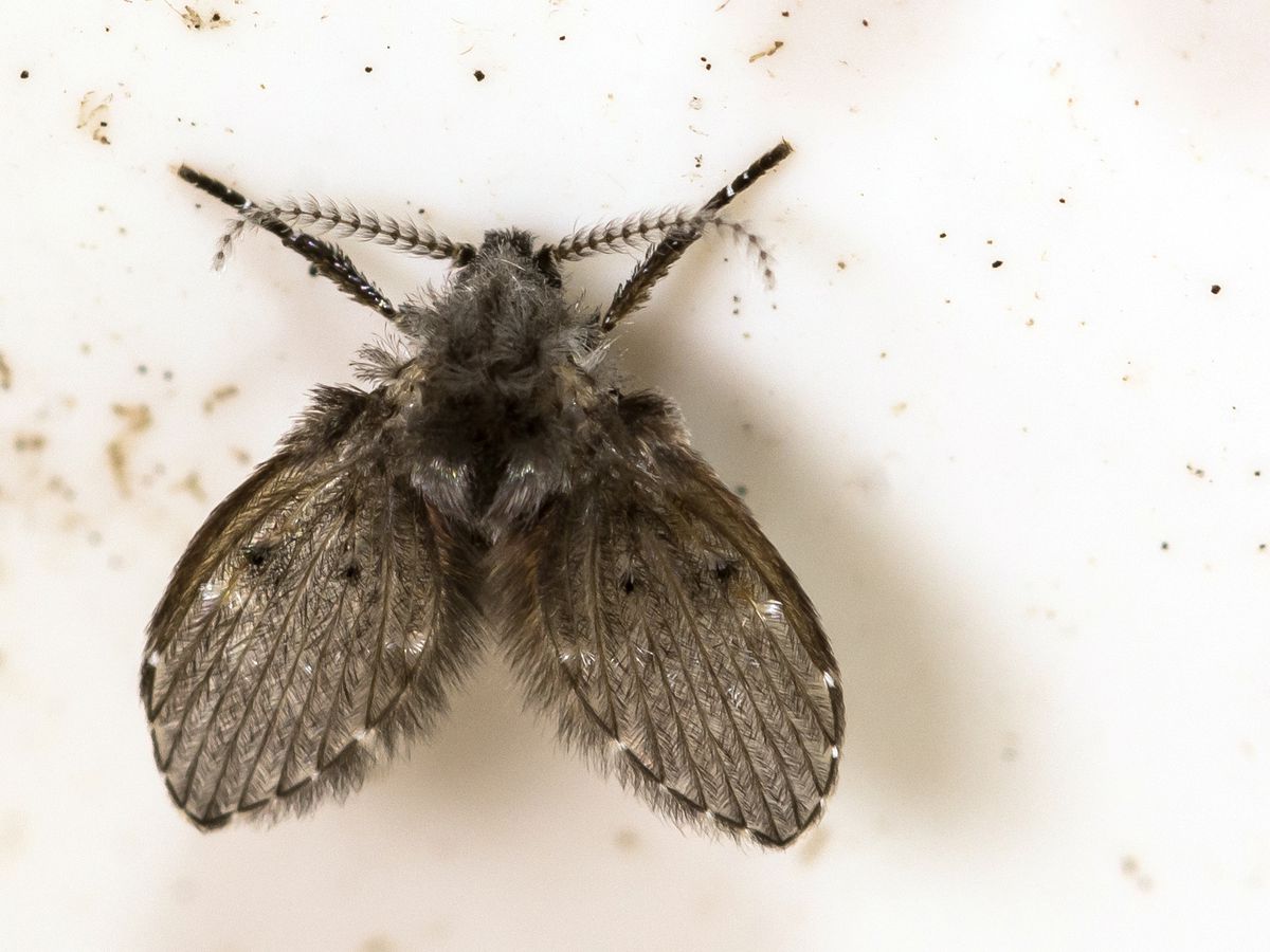 A close up of a Drain Fly in a drain pipe.