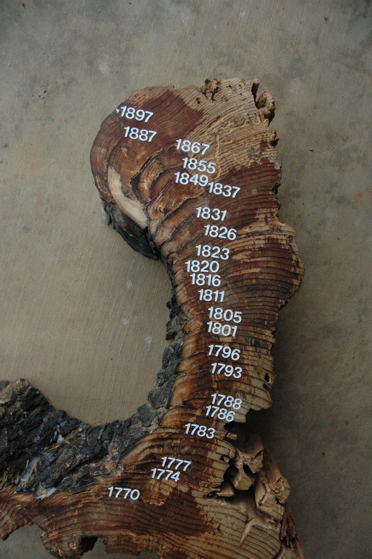 A tree ring section showing burn scars.