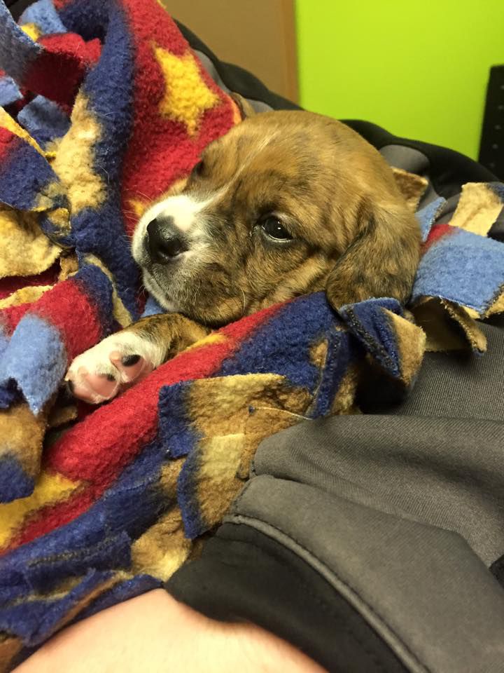 A boxer mix named Woodstock is being cared for at Hoof Woof and Meow Animal Rescue in Gilberts after being dumped along a highway in Woodstock. | Hoof Woof and Meow