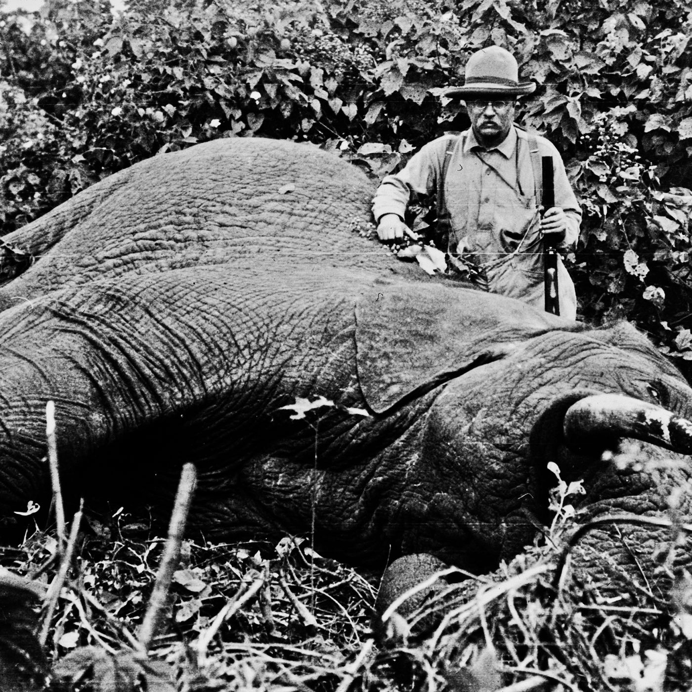 All 512 animals Teddy Roosevelt and his son killed on safari - Vox