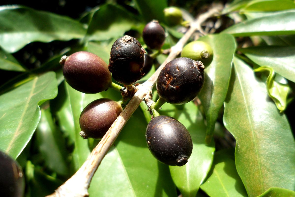 Black coffee berries growing  on a stem on a leafy coffee plant.