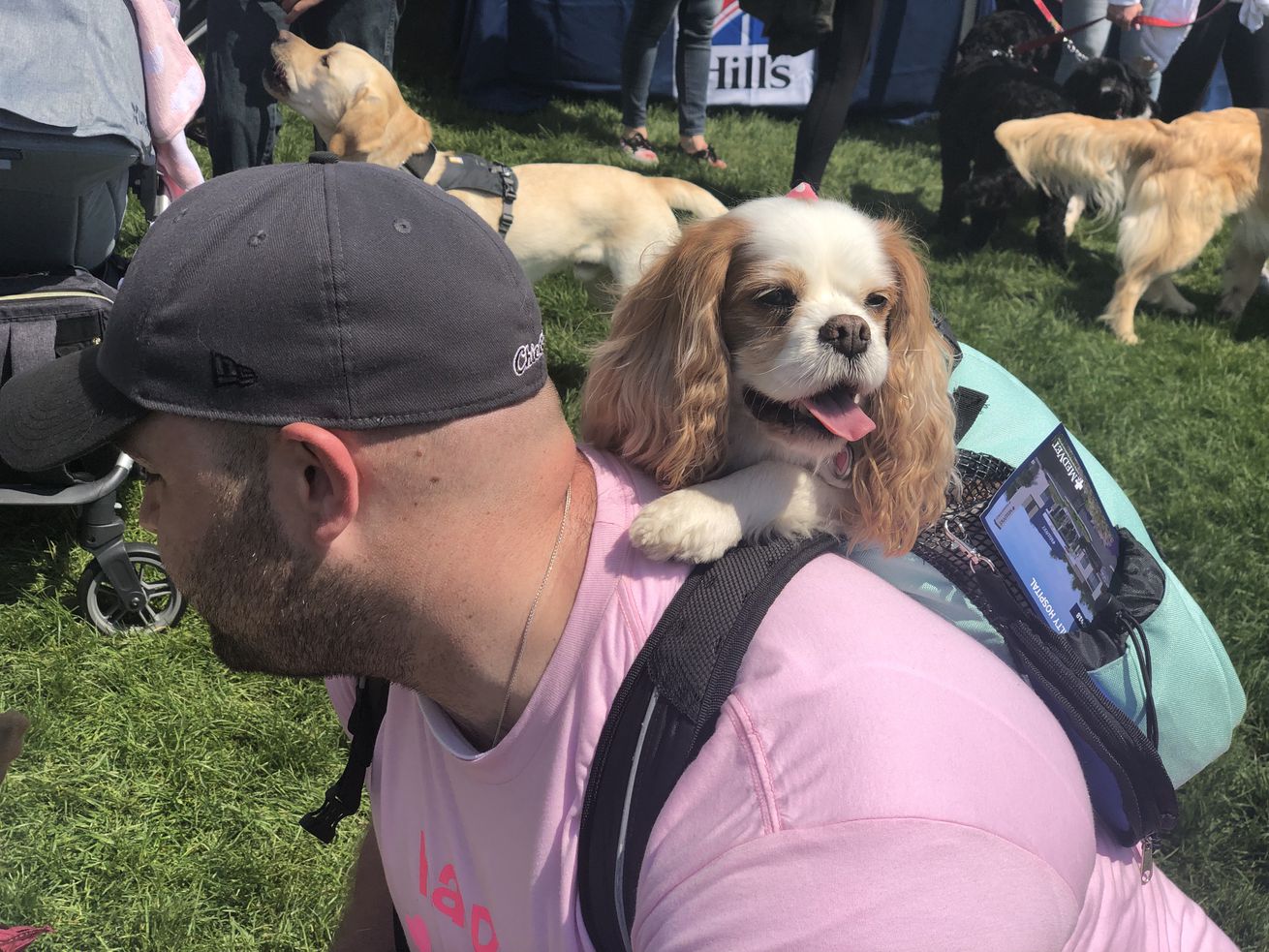 Karma — a Cavalier King Charles Spaniel — celebrated her 14th birthday at Soldier Field on Saturday with her dog dad, Ross Evans, of Buena Park. 