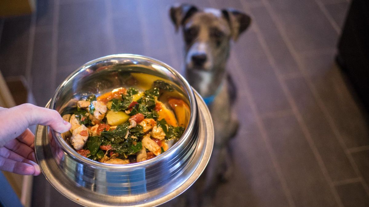 A human-friendly meal awaits a dog.
