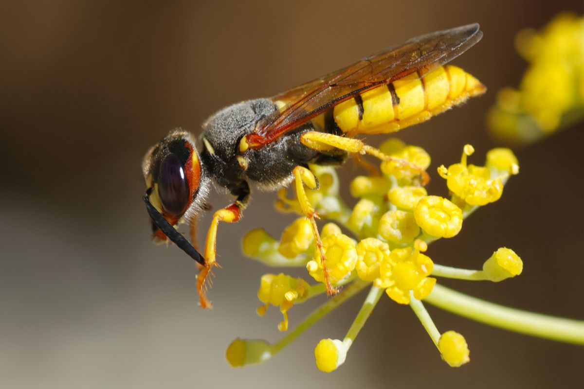 wasp (wikimedia commons)