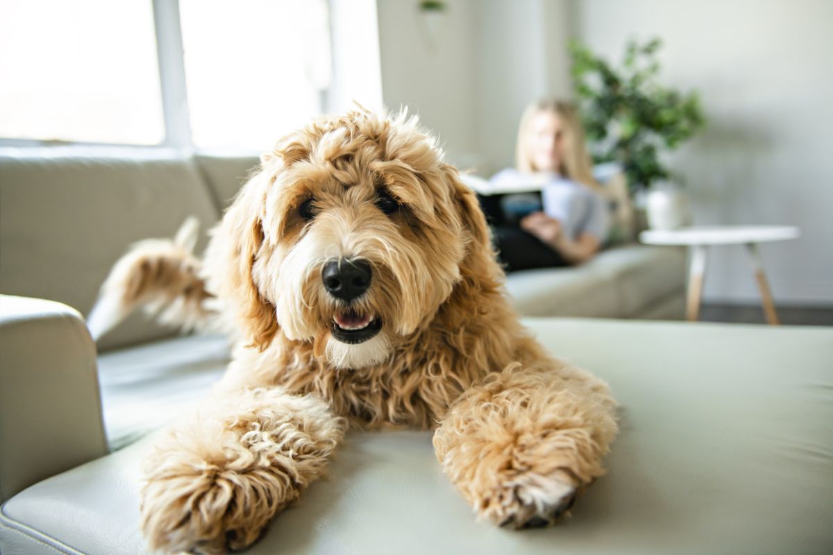 A golden labradoodle on a gray couch with a woman reading behind him.